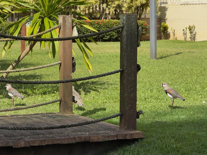 Jardim compartilhado (PI) do Módulo 07 — Jequitibás, Riviera de São Lourenço — foto 12