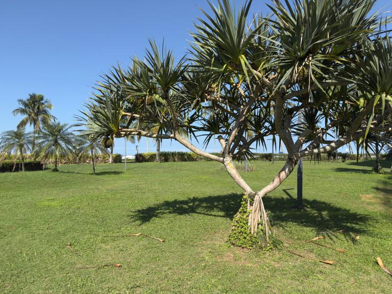 Jardim compartilhado (PI) do Módulo 07 — Jequitibás, Riviera de São Lourenço — foto 8